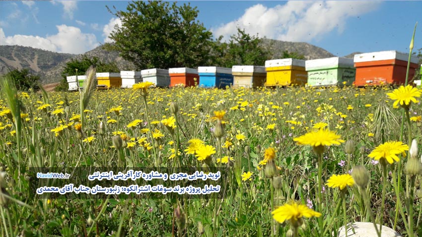 زنبورستان تولید عسل طبیعی و گرده گل